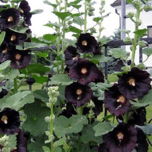 ALCEA rosea Nigra