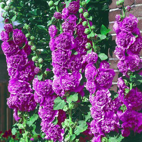 Alcea rosea plena 'Chater's Purple - Hollyhock