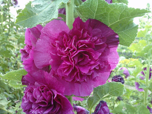 Alcea rosea plena 'Chater's Purple - Hollyhock