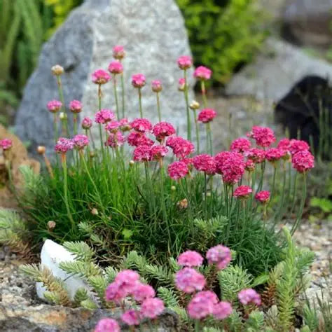 ARMERIA maritima Abbey Deep Rose