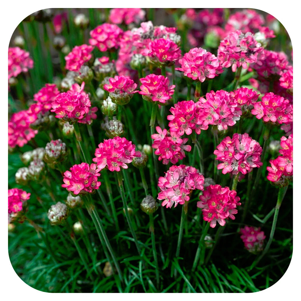 ARMERIA maritima Abbey Deep Rose