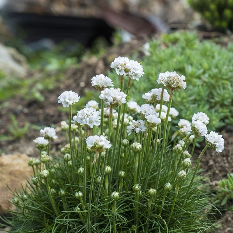 ARMERIA maritima Abbey White