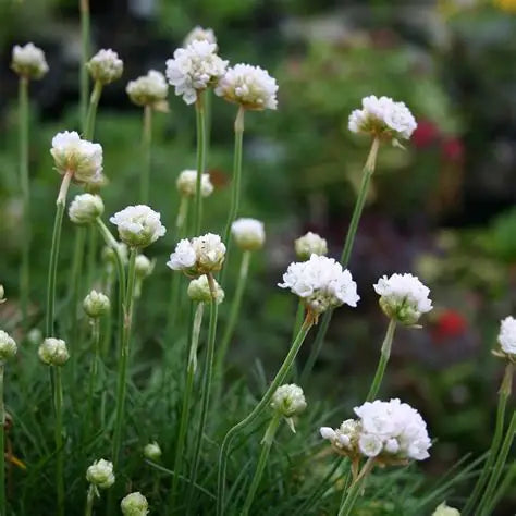 ARMERIA maritima Abbey White