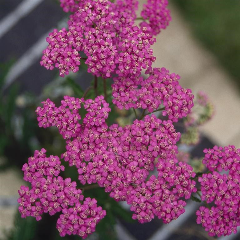 Achillea millefolium 'Lilac Beauty'