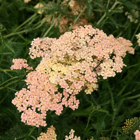 Achillea millefolium 'Salmon Beauty' Yarrow