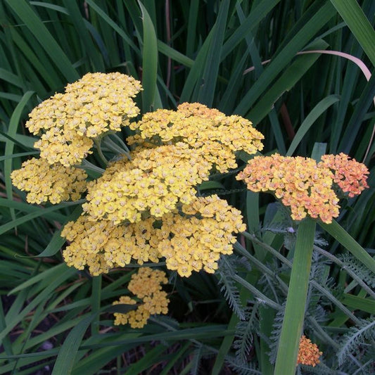 Achillea millefolium 'Terracotta'