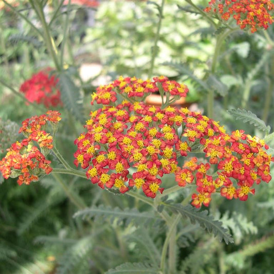 Achillea millefolium 'Walter Funcke' Yarrow