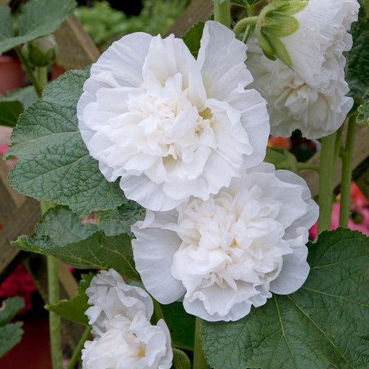 Alcea rosea plena 'Chater's White,' - Hollyhock