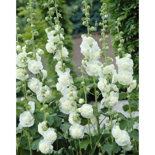 Alcea rosea plena 'Chater's White,' - Hollyhock