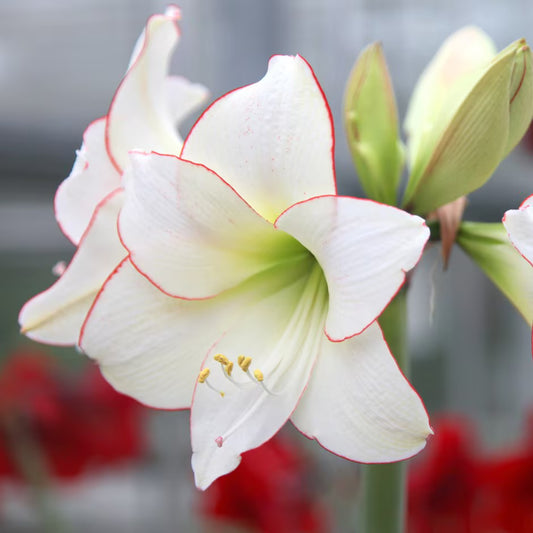 Amaryllis "Picotee" (Hippeastrum)