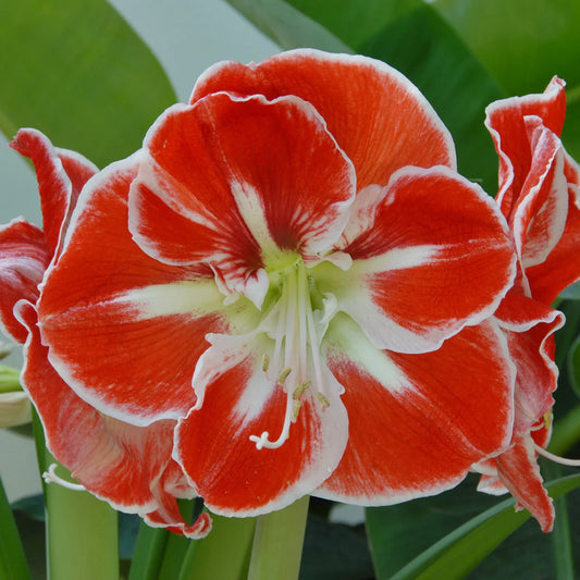 Amaryllis "Samba" (Hippeastrum)