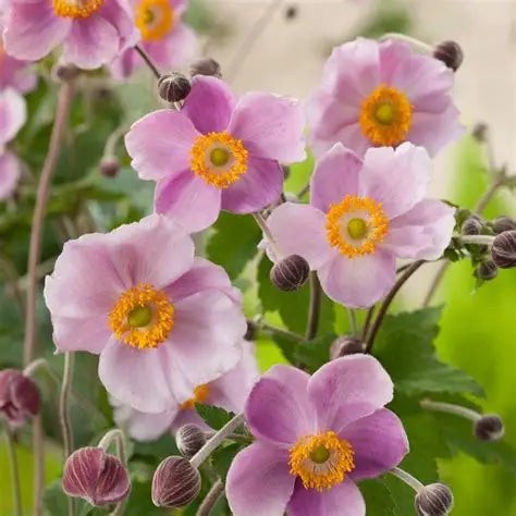 Anemone 'September Charm' (Japanese Anemone)