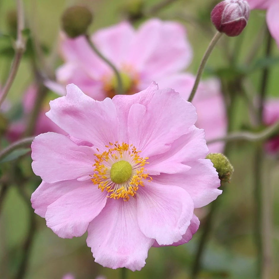 Anemone 'September Charm' (Japanese Anemone)