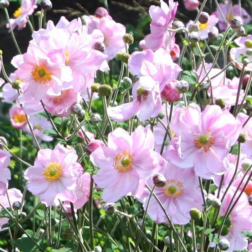 Anemone 'September Charm' (Japanese Anemone)