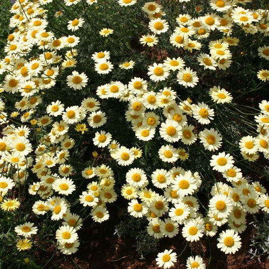 Anthemis tinctoria 'E.C. Buxton' (dyer's chamomile)