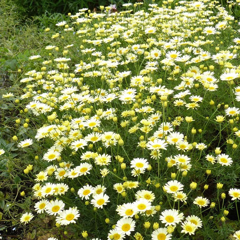 Anthemis tinctoria 'Lemon Ice'  - comm. Dyer's Chamomile