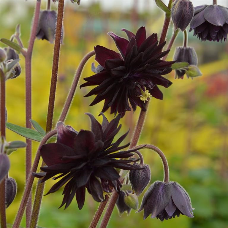 Aquilegia 'Black Barlow'