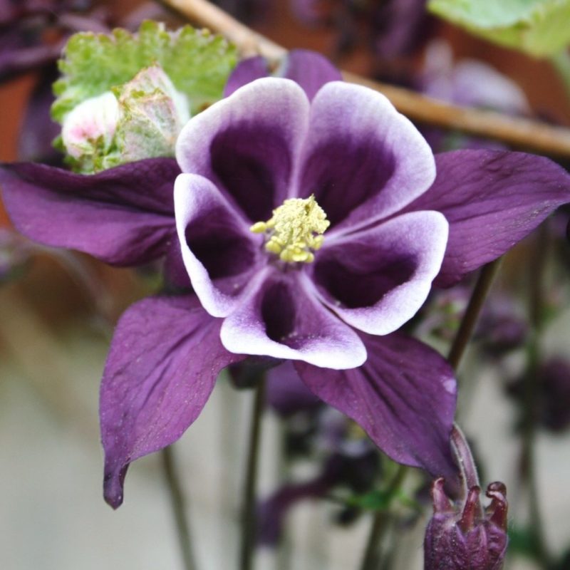 Aquilegia vulgaris william Guiness