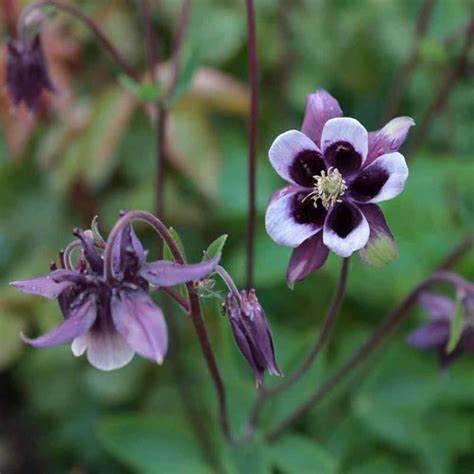 Aquilegia vulgaris william Guiness