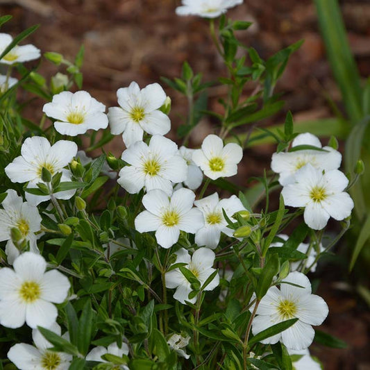 Arenaria montana 'Snow White'  - comm. Sandwort