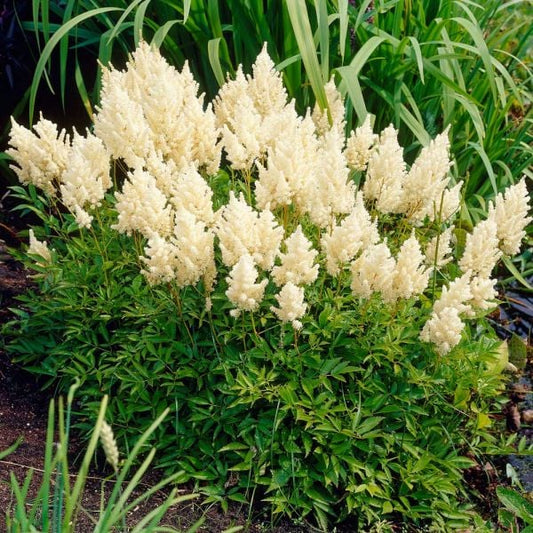 Astilbe x Arendsii White