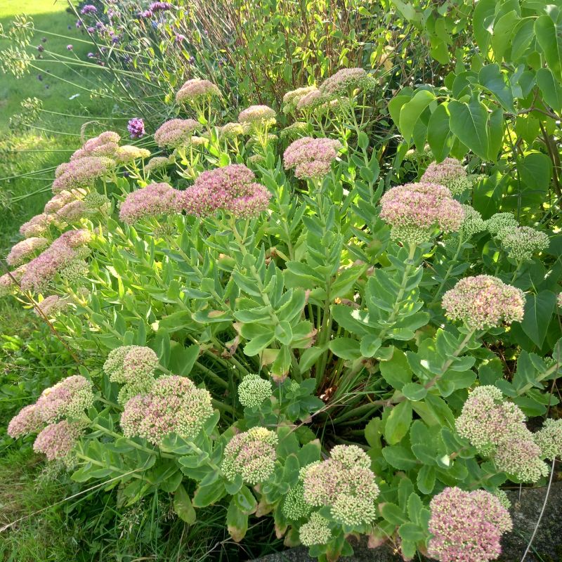 Stonecrop - SEDUM 'Herbstfreude'