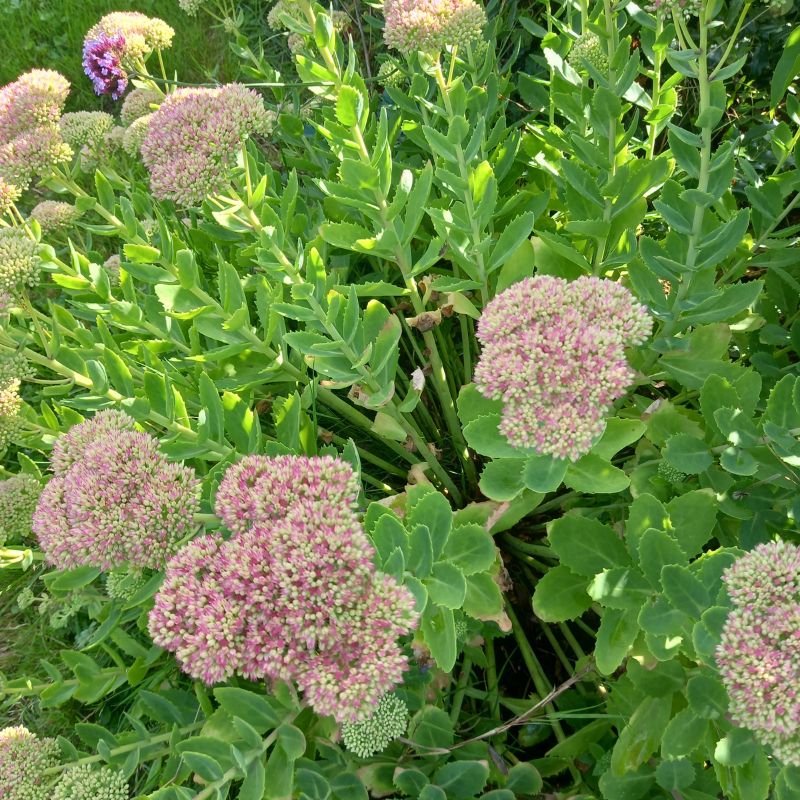 Stonecrop - SEDUM 'Herbstfreude'