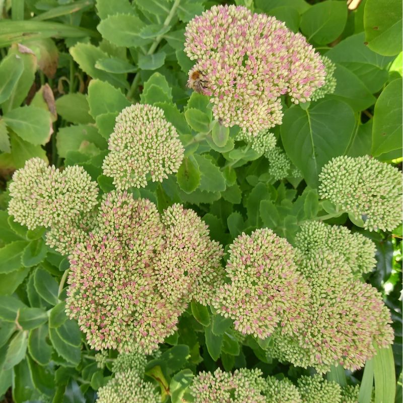 Stonecrop - SEDUM 'Herbstfreude'