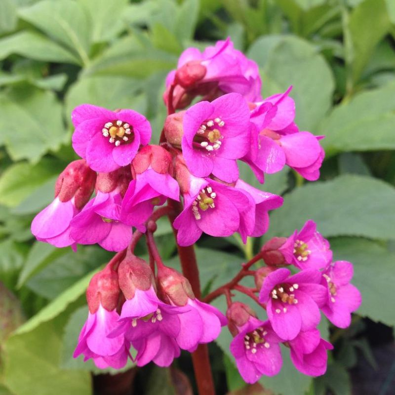 BERGENIA Rotblum (elephant’s ears) – Park Farm Plants