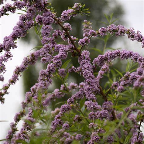 Buddleia alternifolia (Alternate-Leaved Butterfly Bush)