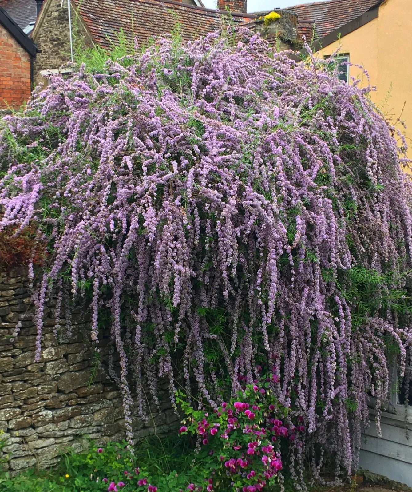 Buddleia alternifolia (Alternate-Leaved Butterfly Bush)