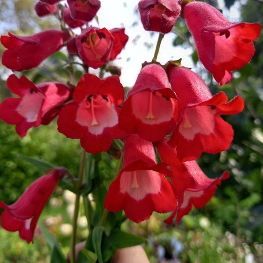 Beardtongues - PENSTEMON 'Arabesque Red'