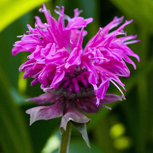 Bergamot, Bee Balm - MONARDA Didyma Purple lace