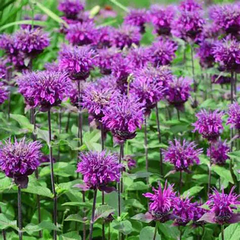 Bergamot, Bee Balm - MONARDA Didyma Purple lace