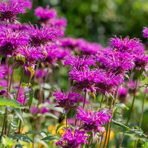 Bergamot, Bee Balm - MONARDA Didyma Purple lace