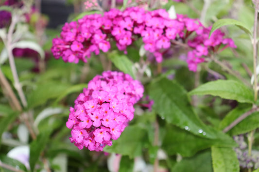 Buddlija cultivars 'Pink Delight'