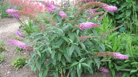 Buddlija cultivars 'Pink Delight'