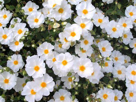 CISTUS corbariensis