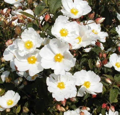 CISTUS corbariensis