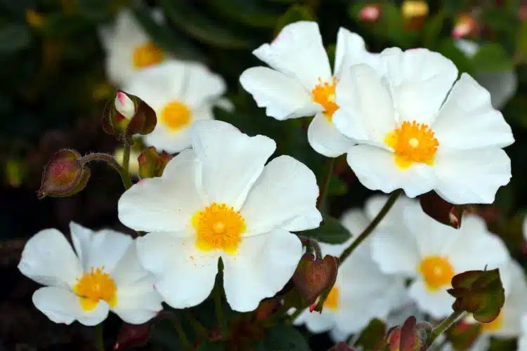 CISTUS corbariensis