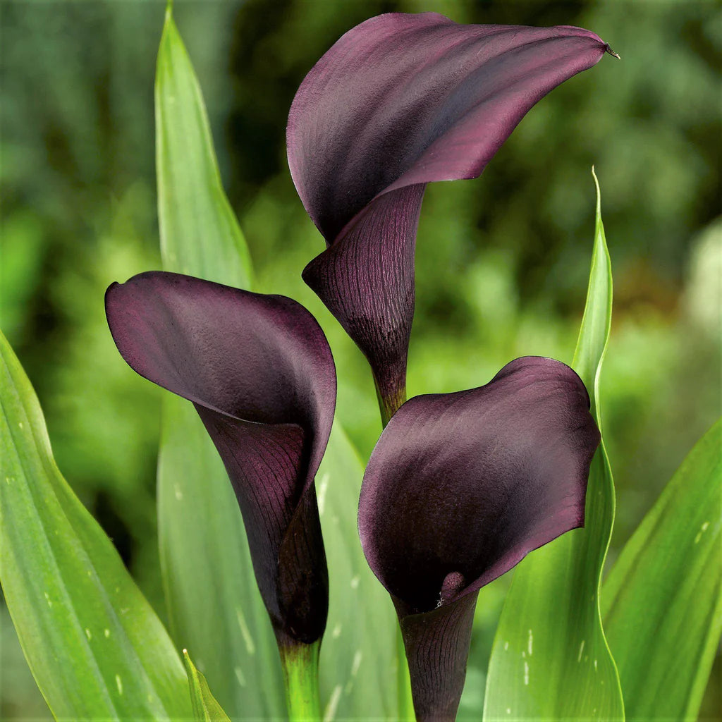 Zantedeschia Calla Lily "Odessa Deep Plum"