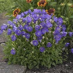 Bellflower, Tussock - CAMPANULA carpatica 'Blue'