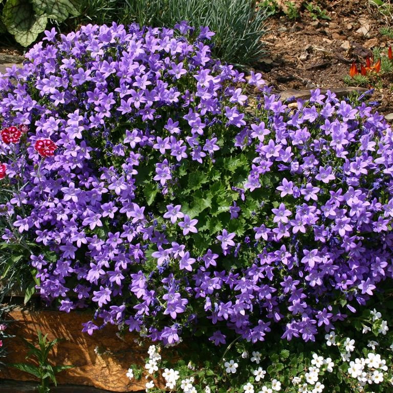 Campanula muralis  - syn. C. portenschlagiana