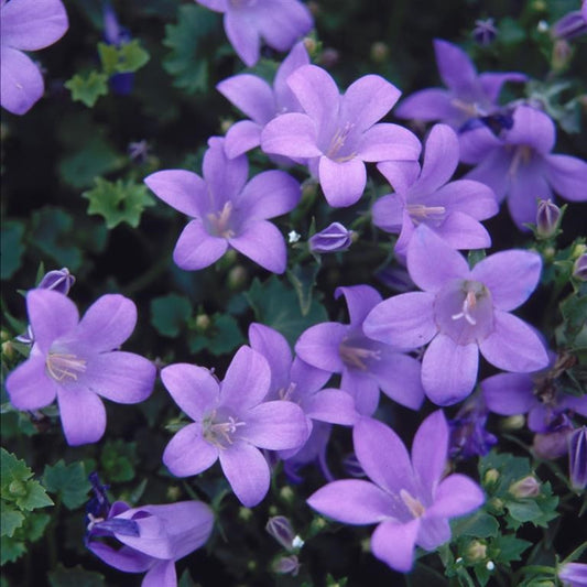 Campanula muralis 'Major'  - syn. C. portenschlagiana 'Major'