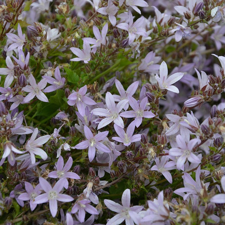 CAMPANULA poscharskyana Bellflower, Serbian