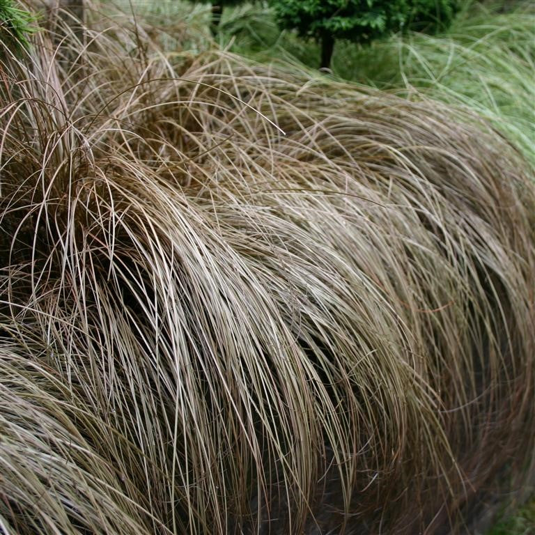 Carex Comans "Red"