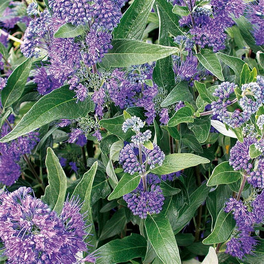 Caryopteris 'Dark Knight'