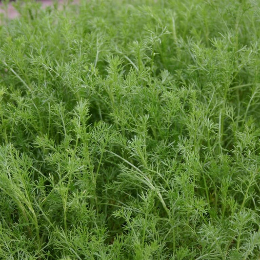 Chamomile, Sweet  - (Chamaemelum nobilis) (Flowering)