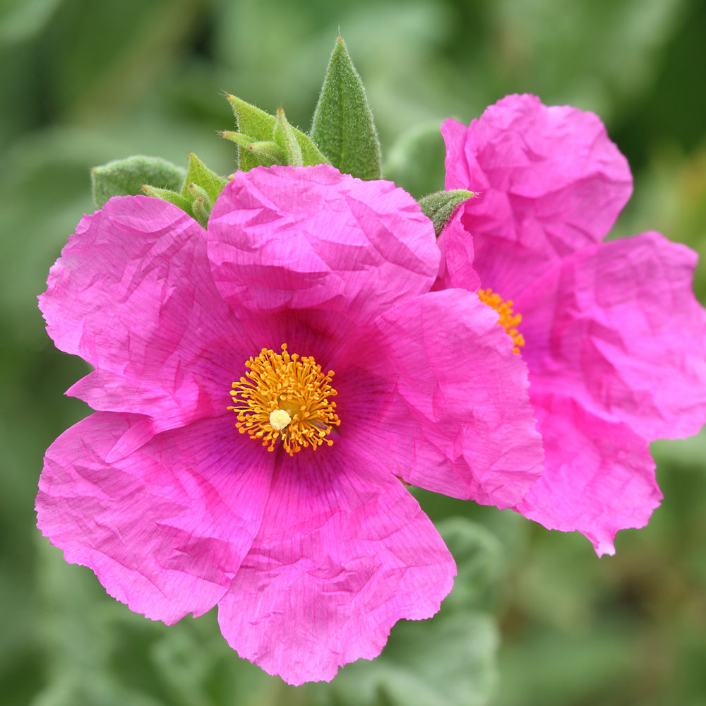 CISTUS 'Sunset'