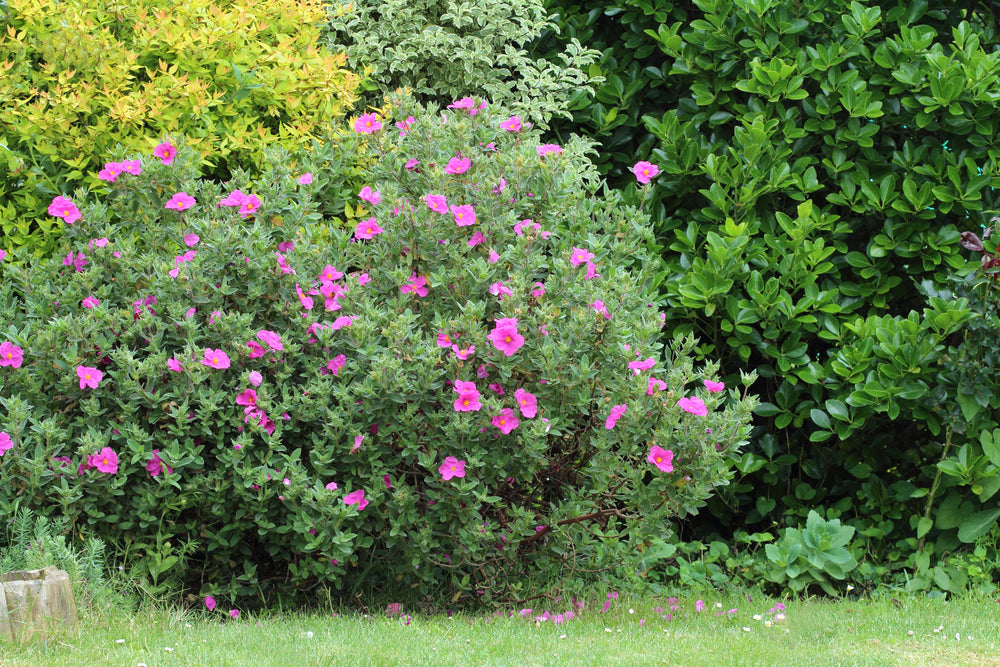 CISTUS 'Sunset'